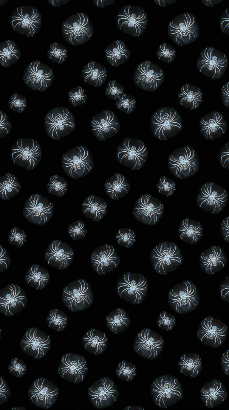white spiders black background halloween spooky wallpapers