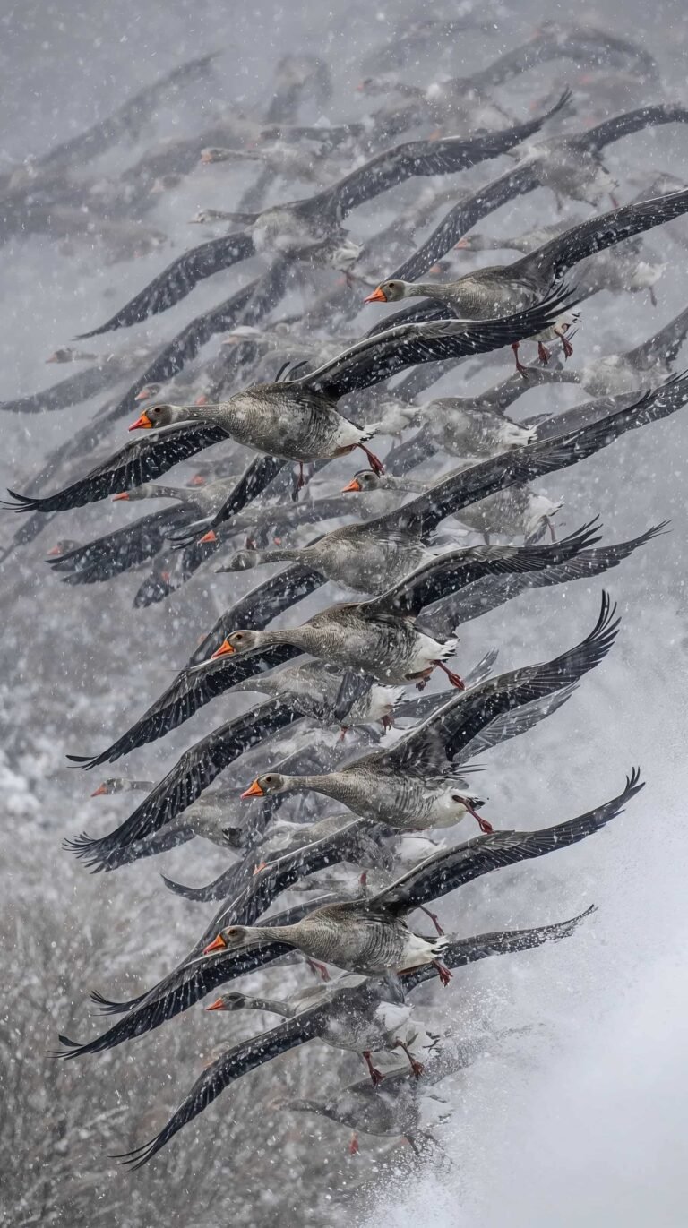 bird-migration-wallpapers-geese-snowstorm-flight-phone