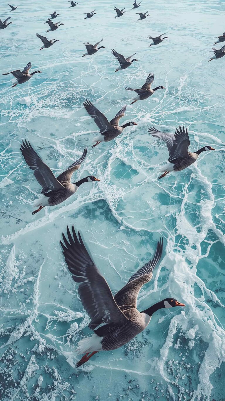 bird-migration-wallpapers-horizon-flight-phone