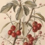 vintage-botanical-winter-wallpapers-snowy-berries-cover