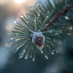 winter-forest-wallpapers-pine-branch-snowflakes-macro