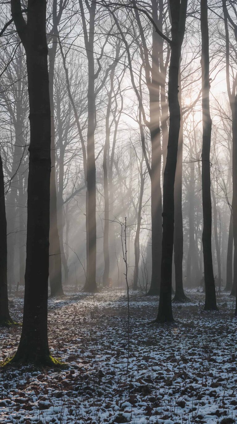 late-winter-wallpapers-bare-forest-soft-light-phone