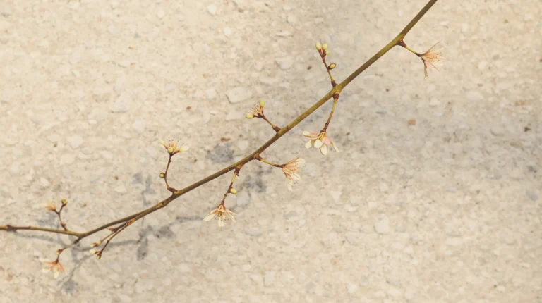 minimal-desktop-wallpaper-flowering-branch-neutral-stone