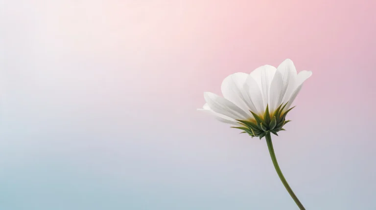 minimal-desktop-wallpaper-white-flower-soft-macro