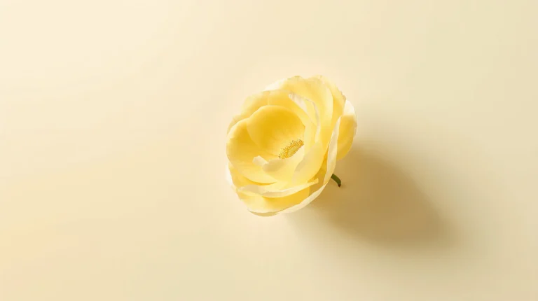 minimal-desktop-wallpaper-yellow-ranunculus-cream-background
