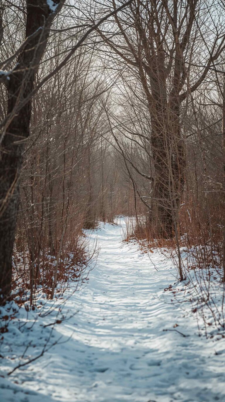 winter-morning-wallpapers-snowy-path-bare-trees-phone