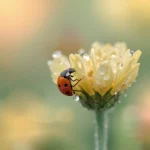 cute-macro-animal-wallpapers-spring-aesthetic-ladybug-yellow-flower-macro-cover