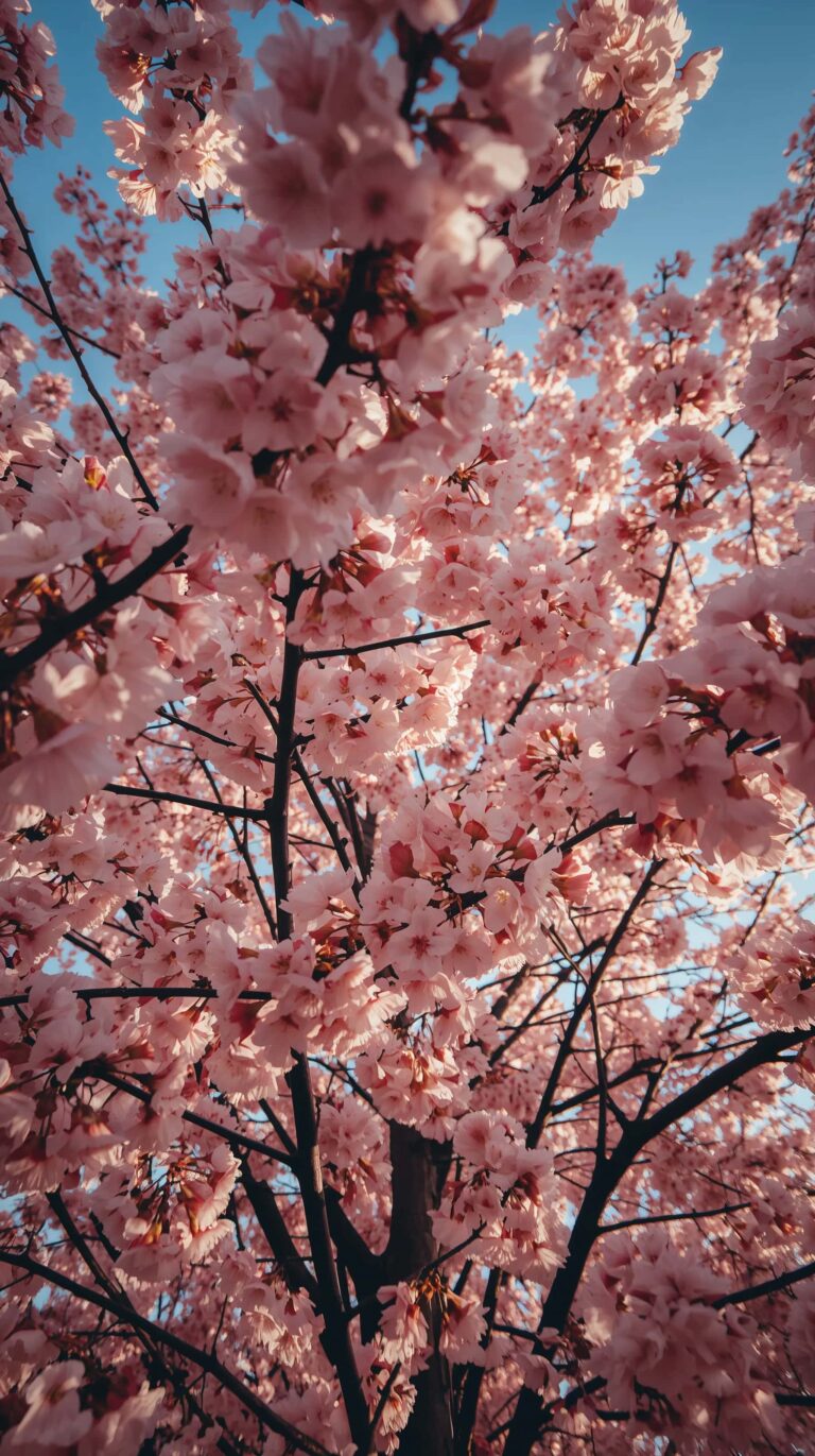 first-bloom-spring-wallpapers-aesthetic-4k-cherry-blossom-tree-full-canopy-phone
