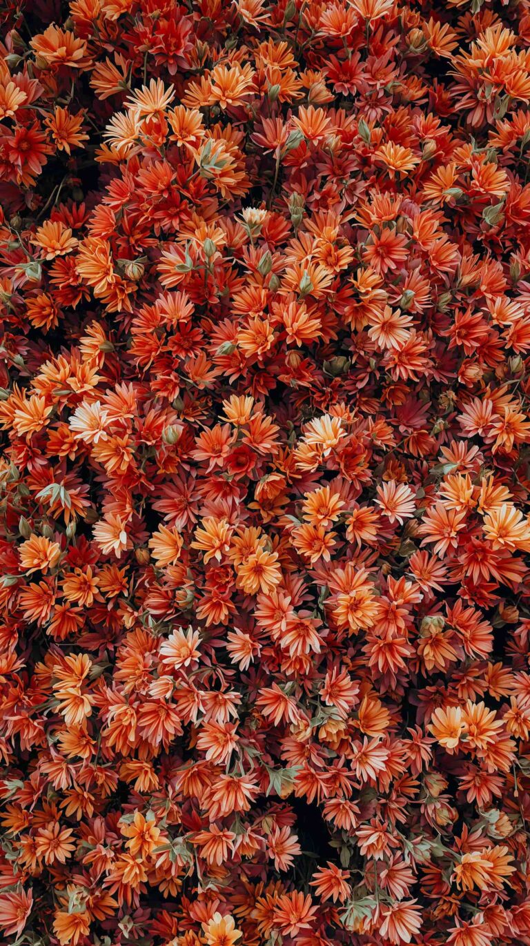 first-bloom-spring-wallpapers-aesthetic-4k-clusters-of-vibrant-petal-phone