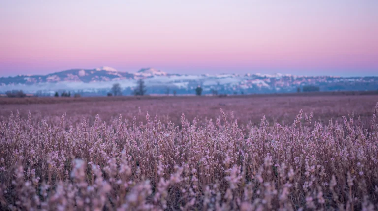 late-winter-to-early-spring-wallpapers-pastel-sky-blooming-field-laptop