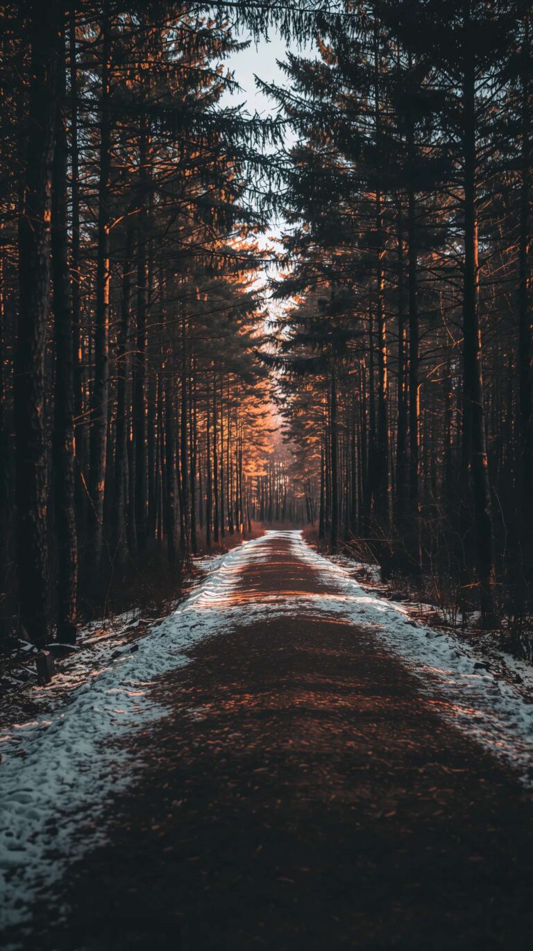 late-winter-to-early-spring-wallpapers-snowy-forest-sunlight-phone