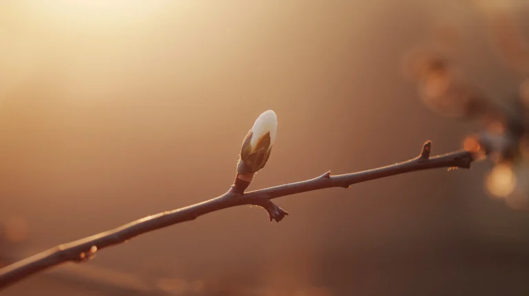 new-beginning-aesthetic-wallpapers-for-phone-and-desktop-flower-laptop