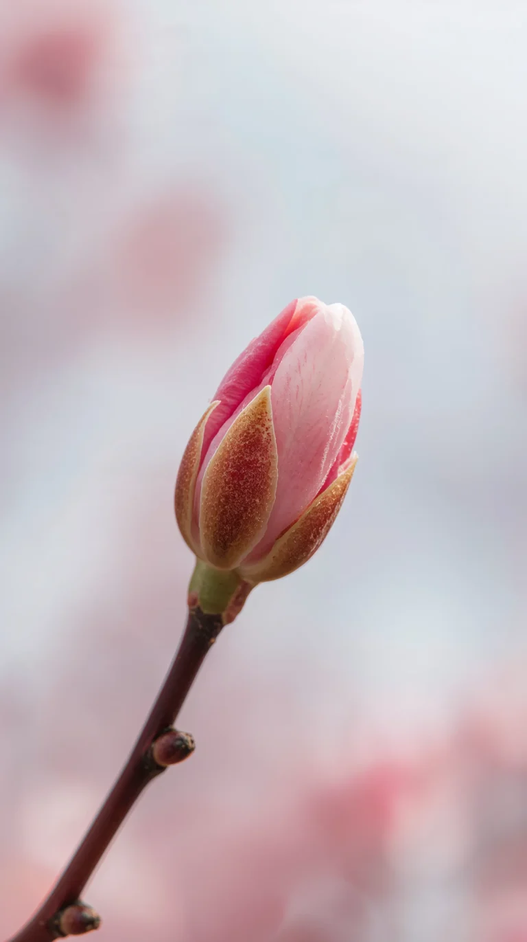 new-beginning-aesthetic-wallpapers-for-phone-and-desktop-soft-pink-blossom-phone