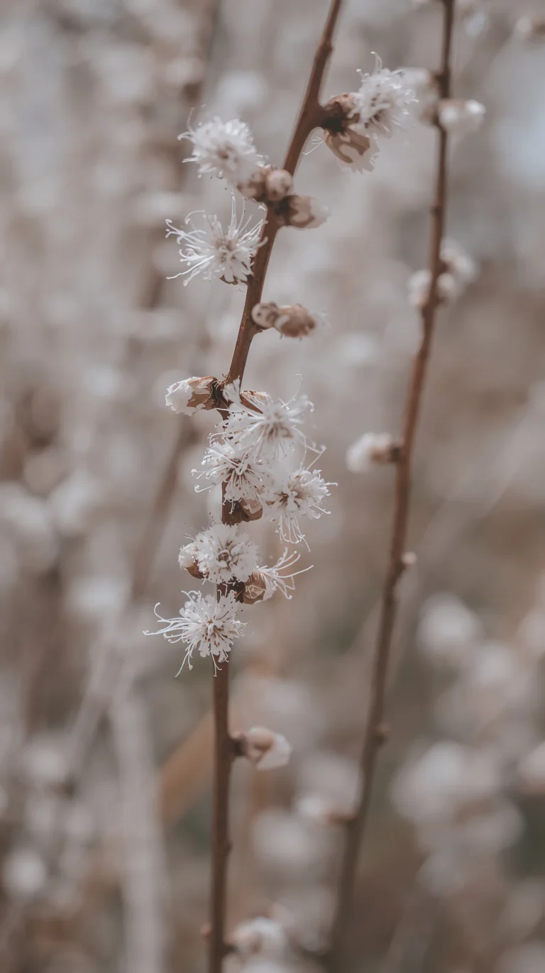 new-beginning-aesthetic-wallpapers-for-phone-and-desktop-willow-branch-phone