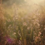 vintage-meadow-wildflower-wallpapers-free-download-golden-hour-oil-painting-cover