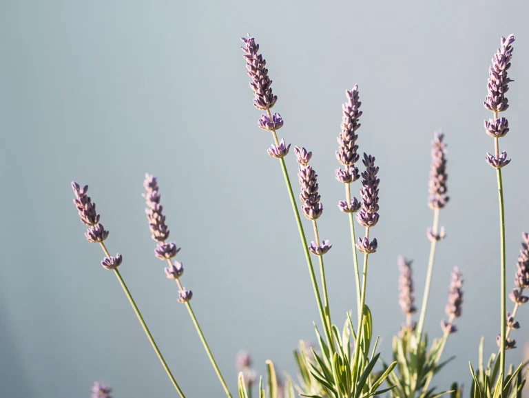aesthetic-tablet-wallpaper-lavender-sunlight