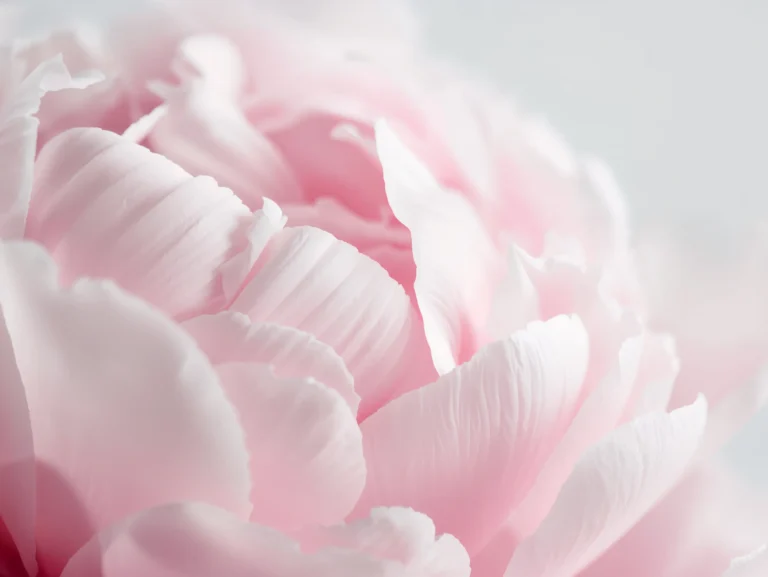 aesthetic-tablet-wallpaper-peony-petals-soft