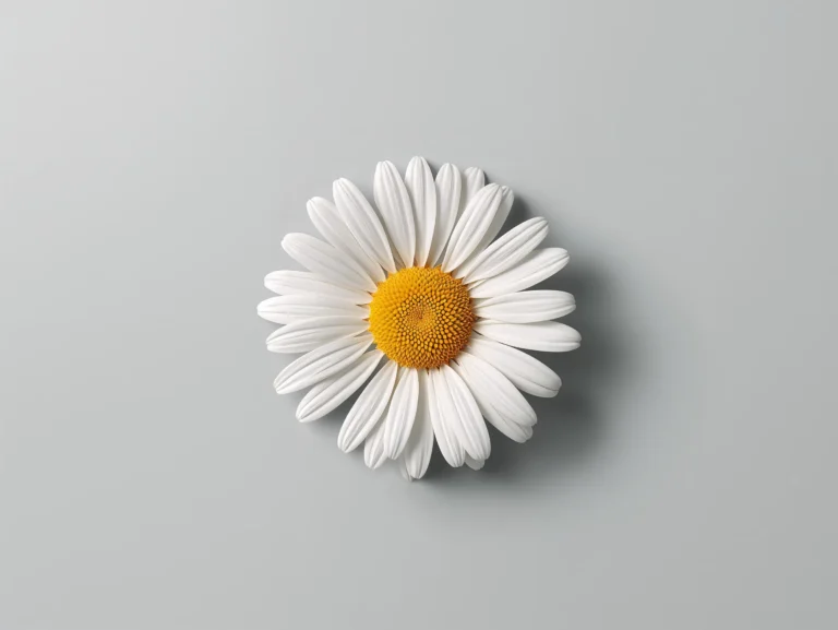 aesthetic-tablet-wallpaper-single-daisy-clean