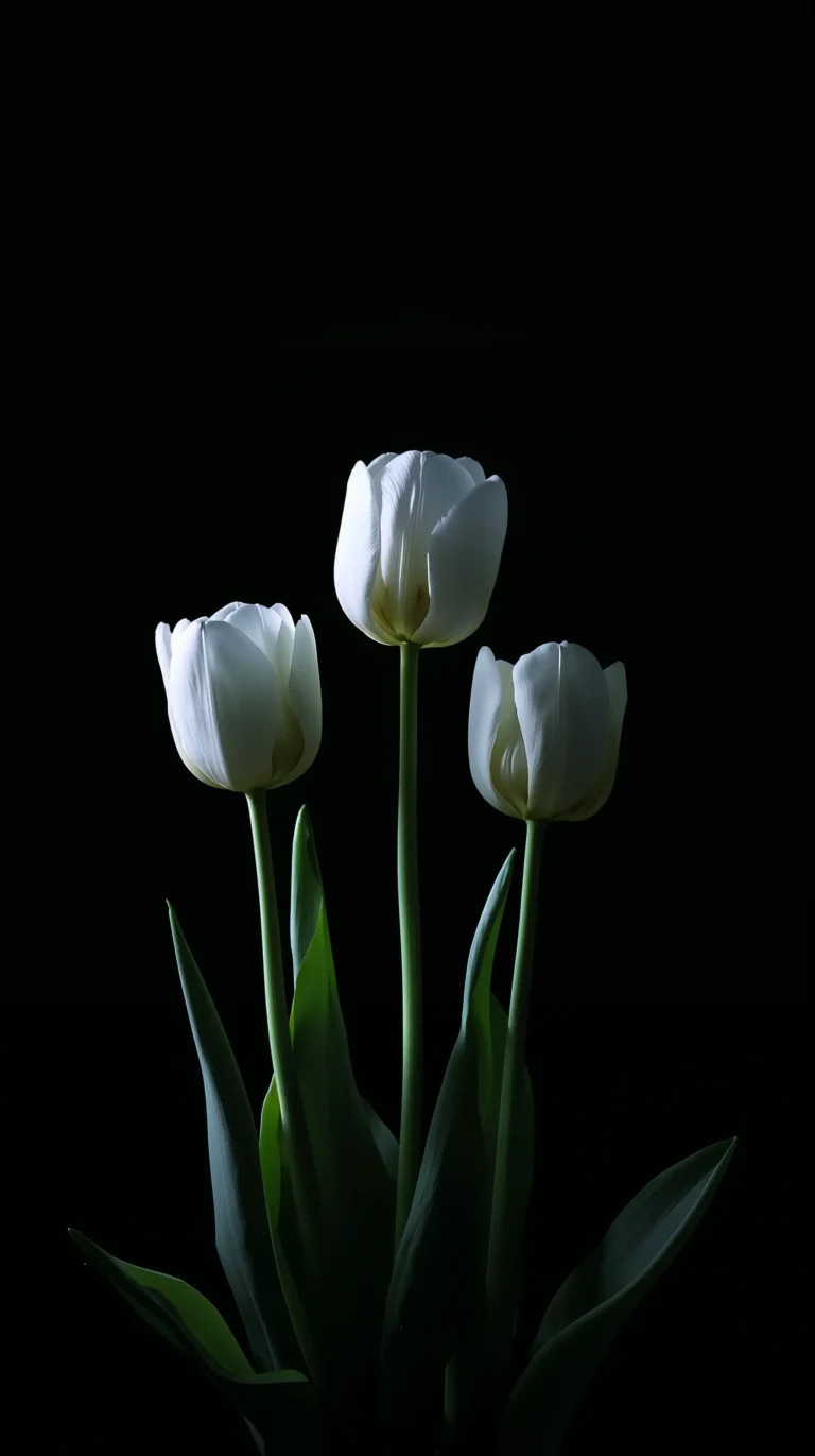 black-night-garden-moonlight-spring-wallpapers-dark-tulips-phone-4k