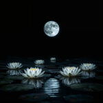 black-night-garden-moonlight-spring-wallpapers-water-lilies-cover