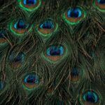 feather-texture-wallpapers-colorful-peacock-feather-close-up-4k-cover