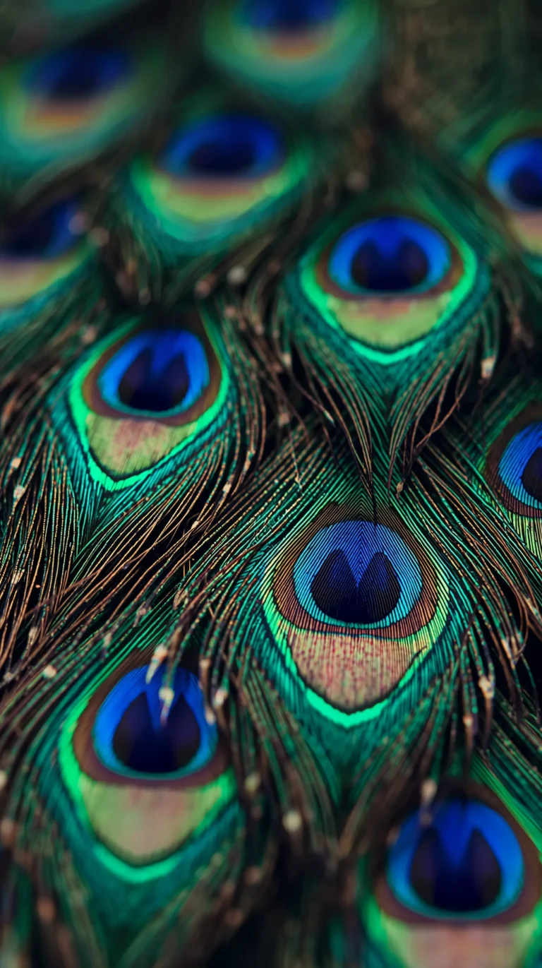 feather-texture-wallpapers-colorful-peacock-feather-close-up-4k-phone