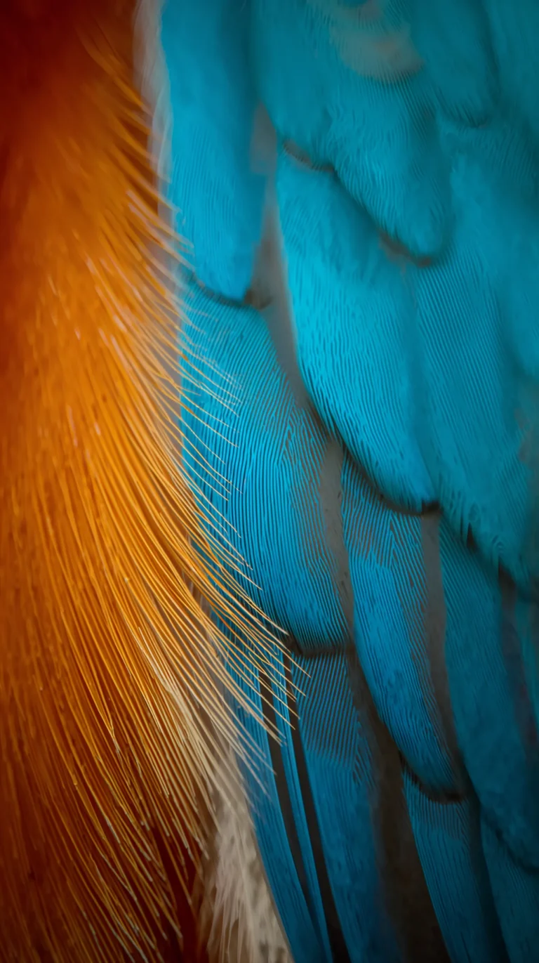 feather-texture-wallpapers-kingfisher-feather-blue-brown-4k-phone