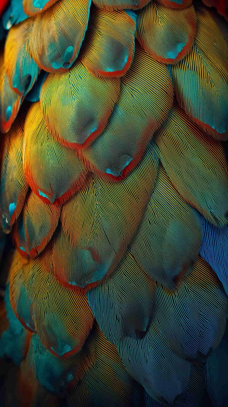feather-texture-wallpapers-parrot-feather-close-up-light-4k-phone