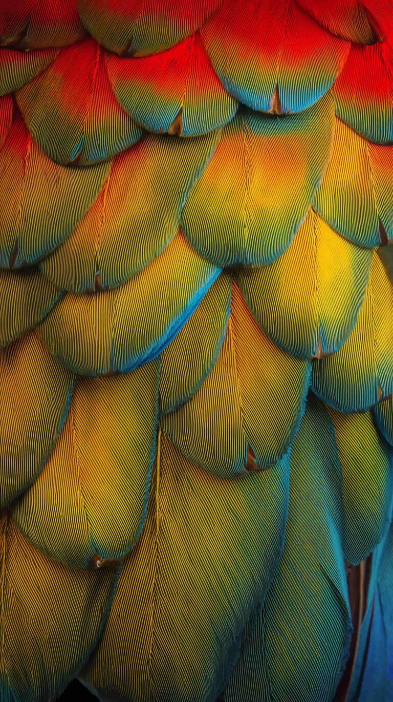 feather-texture-wallpapers-parrot-feather-close-up-vibrant-4k-phone