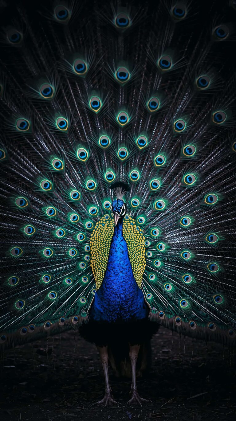 feather-texture-wallpapers-peacock-4k-phone