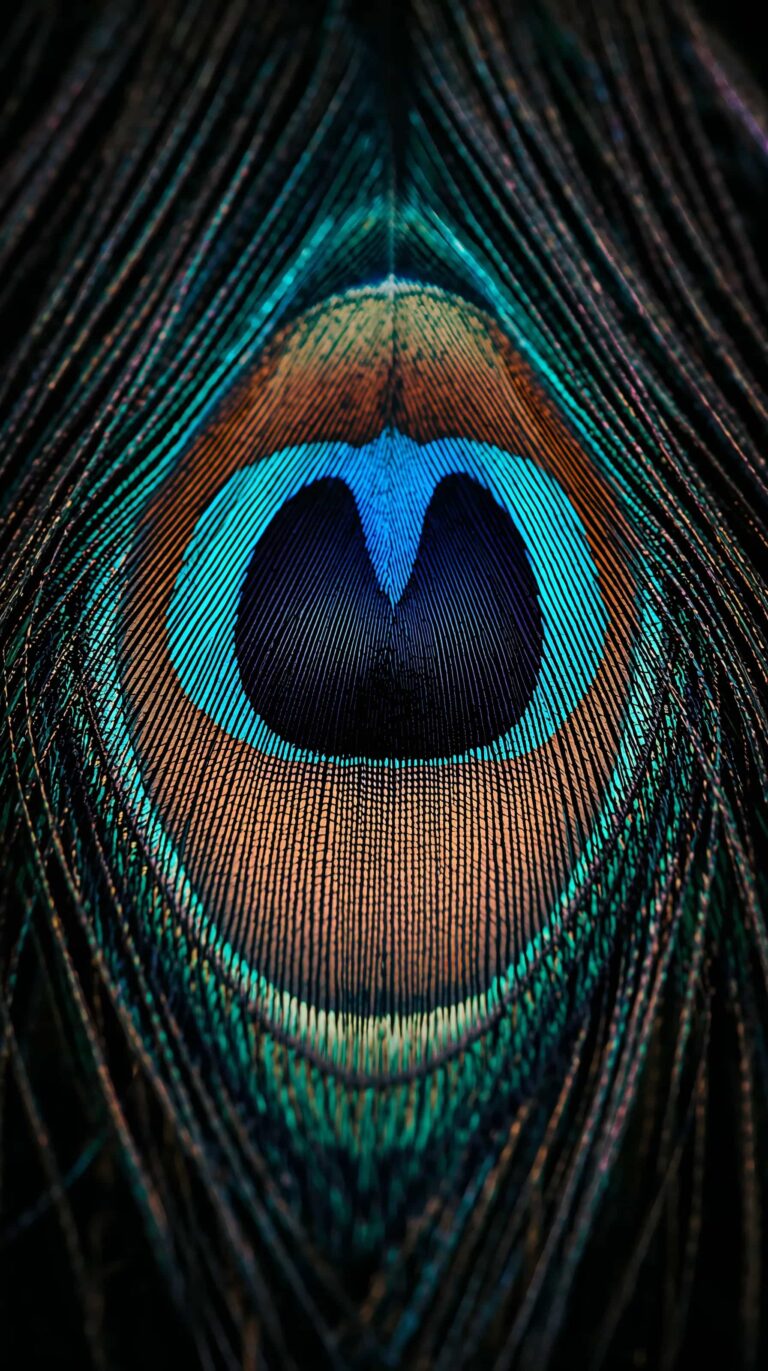 feather-texture-wallpapers-peacock-eye-macro-pattern-4k-phone