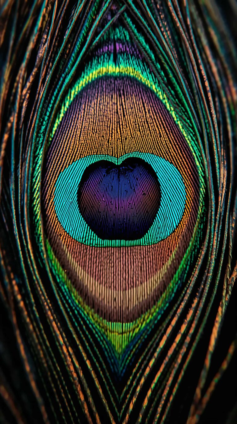 feather-texture-wallpapers-peacock-eye-sec-macro-pattern-4k-phone