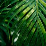 fresh-green-leaves-phone-wallpapers-tropical-leaf-texture-macro-cover