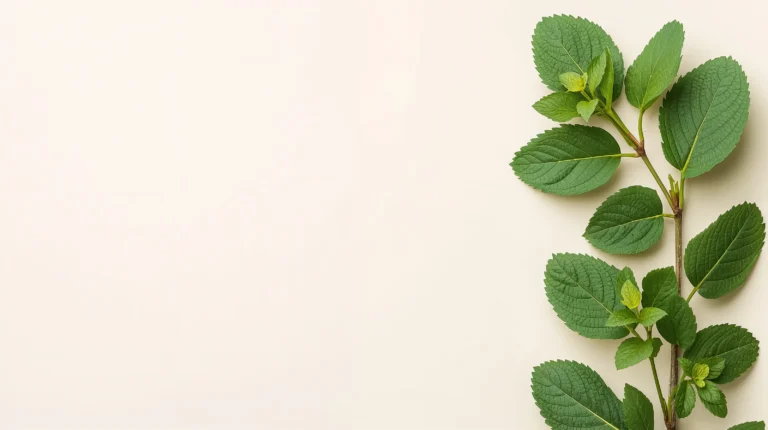 minimal-botanical-laptop-wallpapers-mint-green-leaves