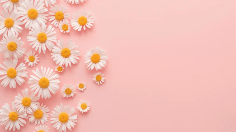 minimal-botanical-laptop-wallpapers-white-daisy-spring
