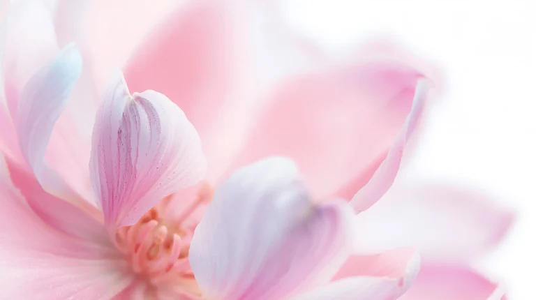 spring-awakening-aesthetic-laptop-wallpapers-watercolor-petals-4k