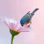 spring-bird-aesthetic-wallpapers-macro-bird-water-drop-cover