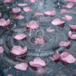 spring-rain-aesthetic-wallpapers-puddle-cherry-blossom-petals-cover