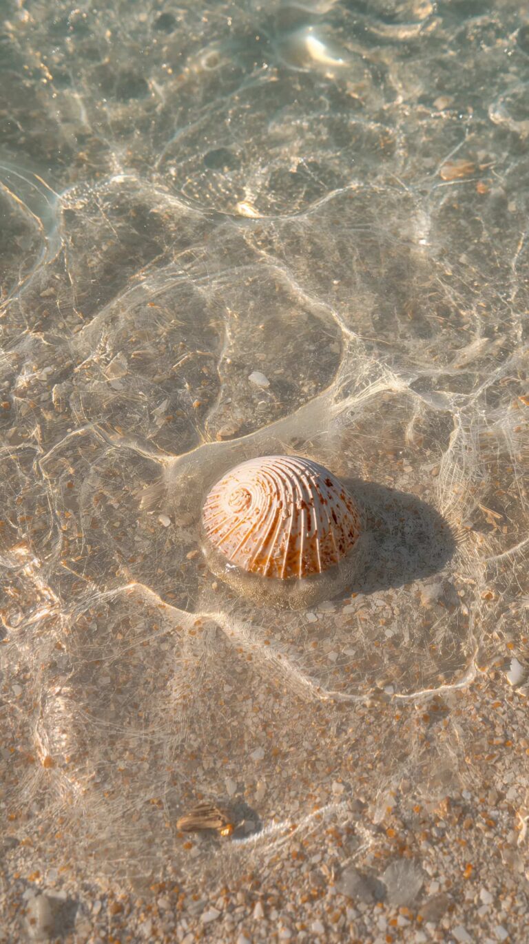 ocean-summer-wallpapers-aesthetic-phone-seashell-water