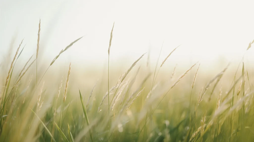 simple-summer-backgrounds-aesthetic-laptop-minimal-meadow-green