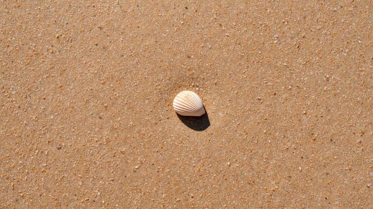 simple-summer-backgrounds-aesthetic-laptop-seashell-sand
