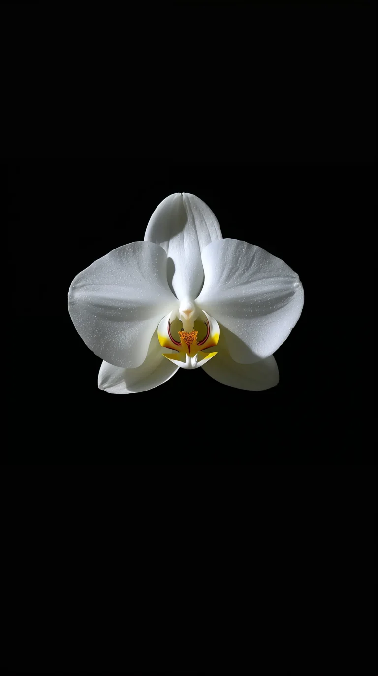 black-tropical-wallpapers-aesthetic-white-orchid
