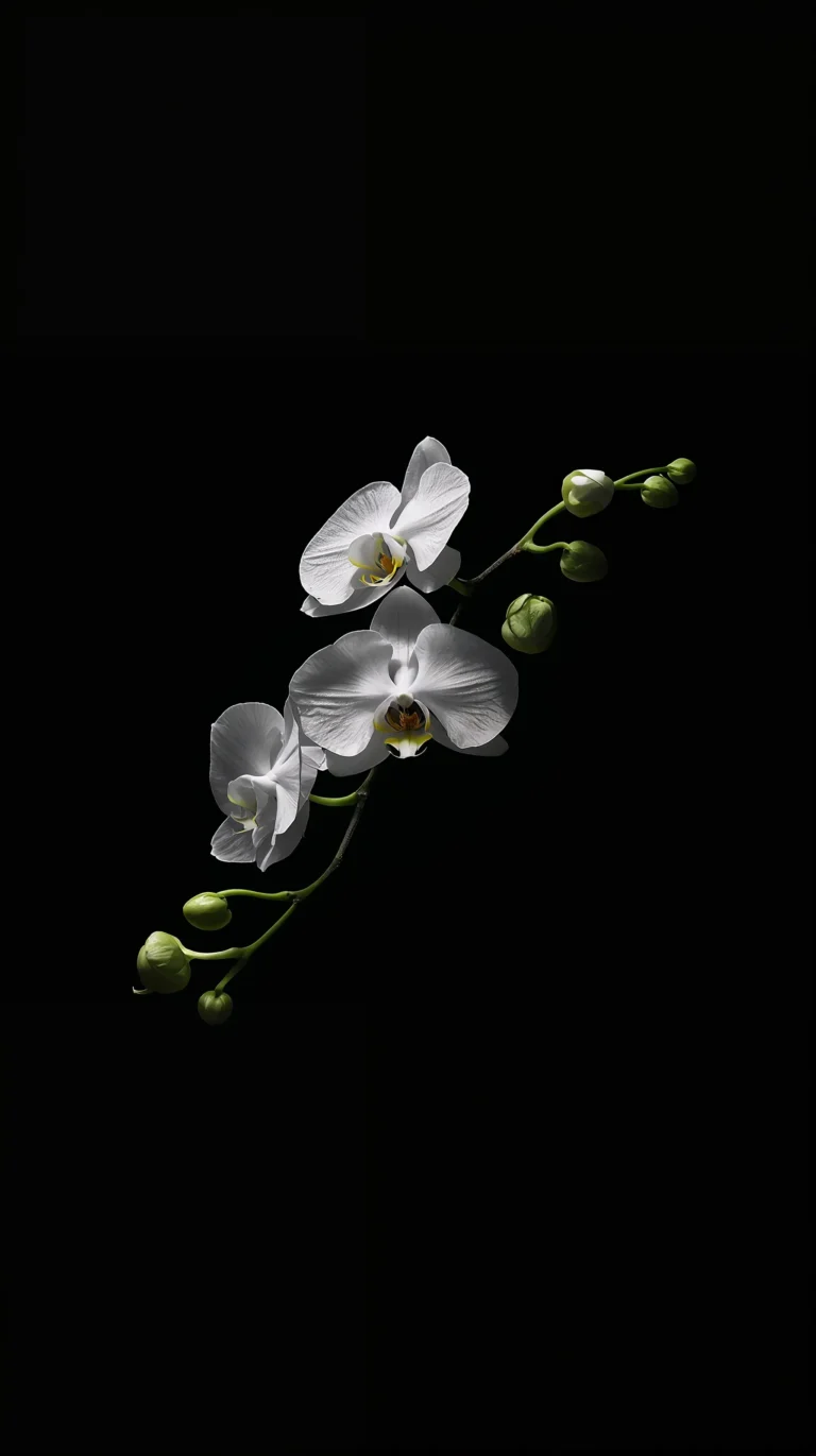 black-tropical-wallpapers-aesthetic-white-orchid-glow