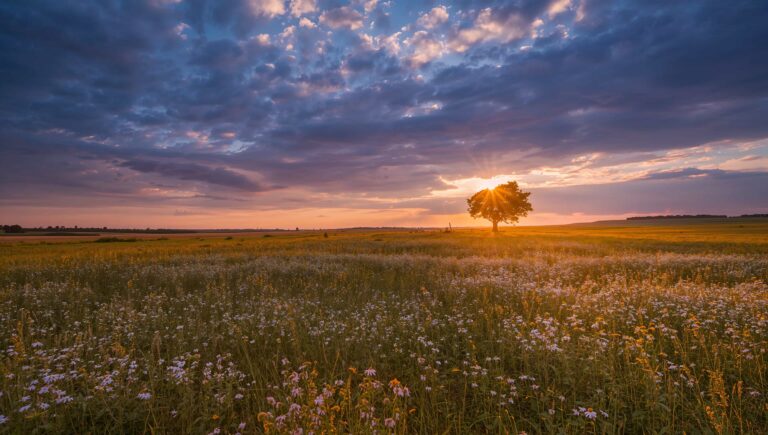 summer-aesthetic-wallpapers-4k-free-download-wildflower-meadow-sunset