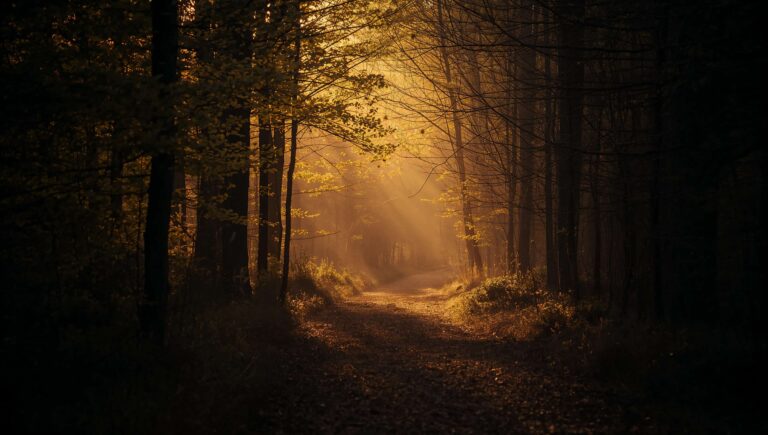 summer-sunset-wallpapers-aesthetic-4k-forest-path-golden-light-laptop