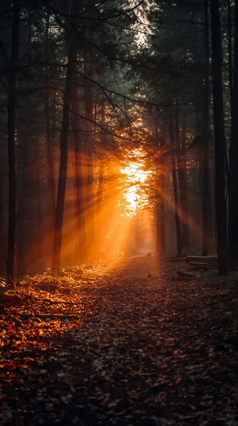 summer-sunset-wallpapers-aesthetic-4k-forest-path-golden-light-phone