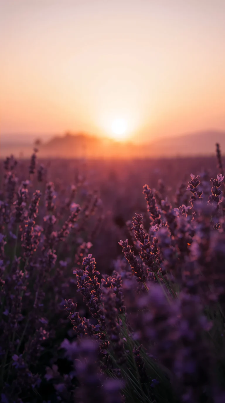summer-sunset-wallpapers-aesthetic-4k-lavender-field-glow-phone