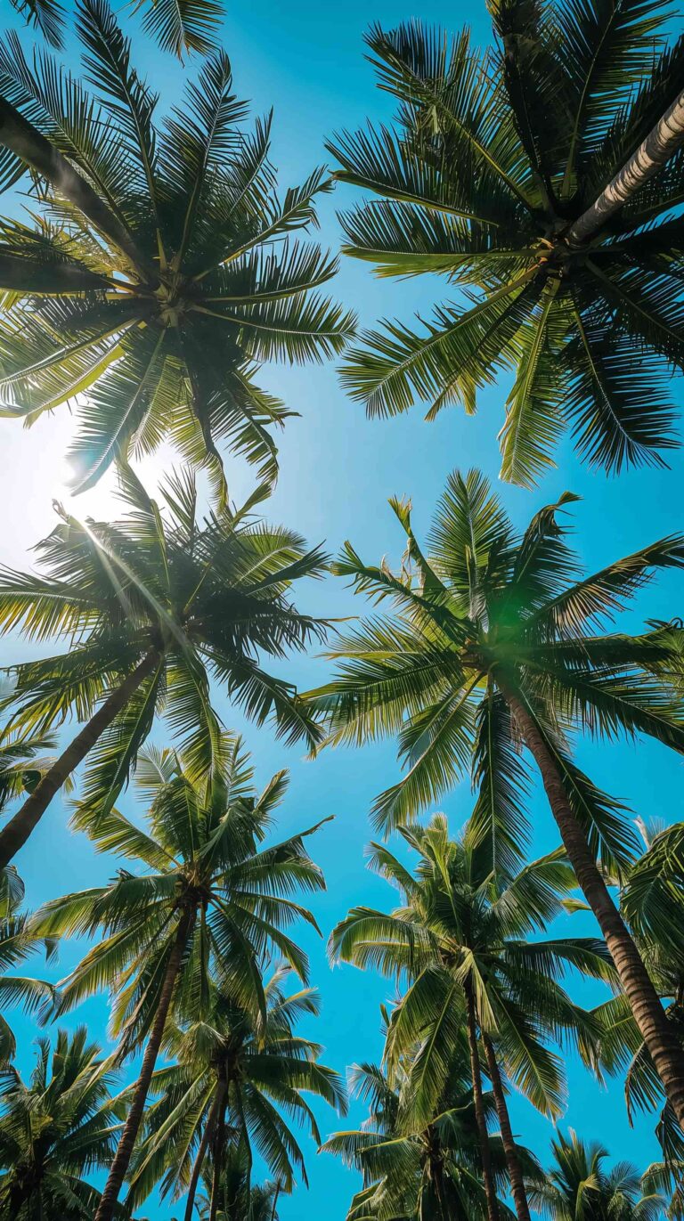 beach-summer-wallpapers-for iphone-palm-trees-blue-sky