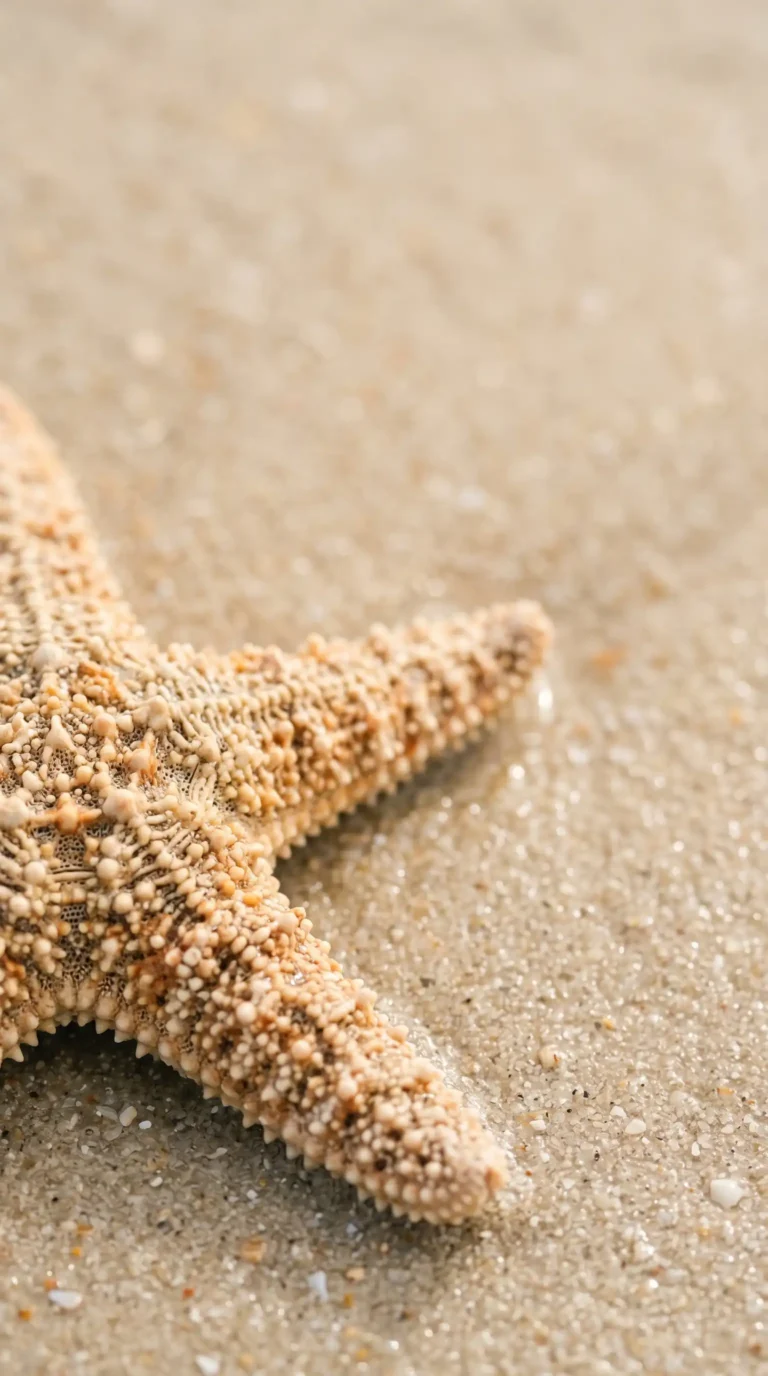 coastal-texture-wallpapers-starfish-texture-closeup-phone