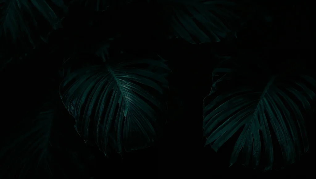 dark-summer-wallpapers-4k-dark-tropical-leaves